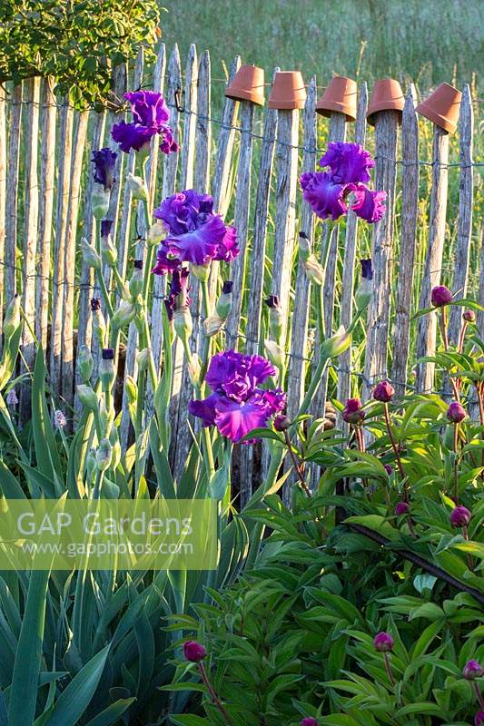 Iris 'Gypsy Romance' - Bearded Iris 'Gypsy Romance' growing with Paeonia - Peony buds infront of chestnut fence. 