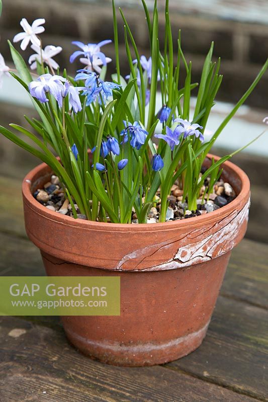 Frost damage on terracotta clay pot, planted with blue flowering bulbs, Chionodoxa and Scilla. 