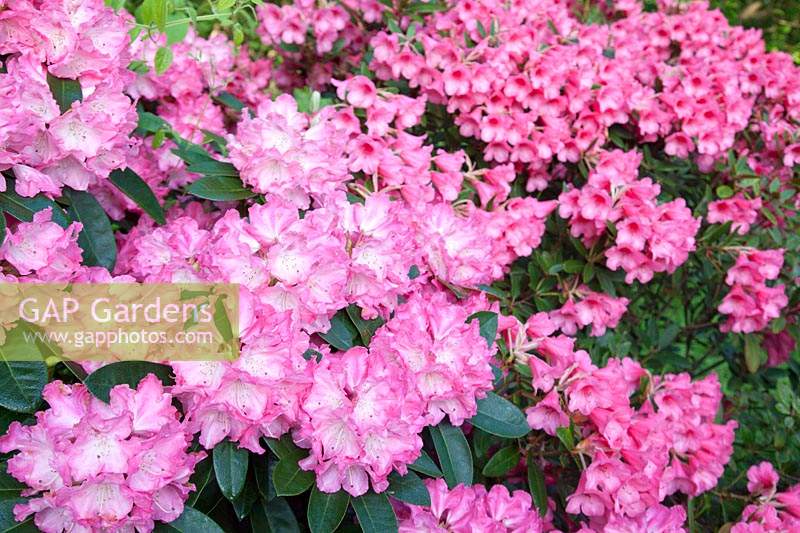 Rhododendron 'Doc' and Rhododendron 'Winsome'