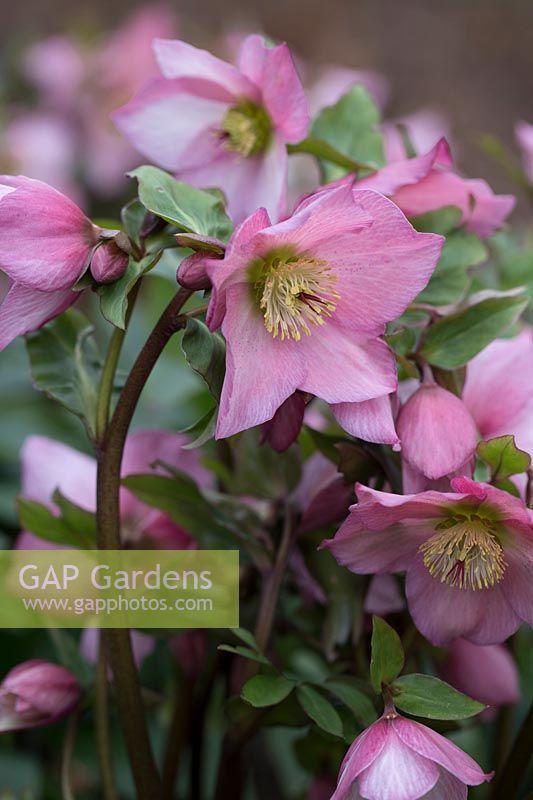 Helleborus x hybridus 'Walbertons Rosemary'   