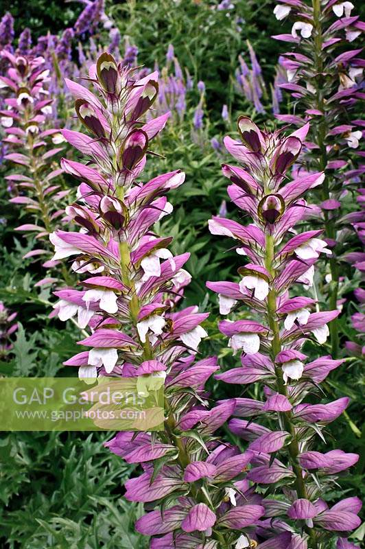 Acanthus spinosus L. - Armed Baar's Breech