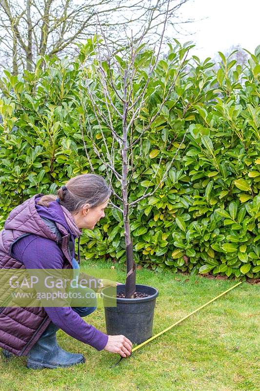 Woman using tape measure to calculate dimensions of planting hole for potted Malus domestica - 
apple tree