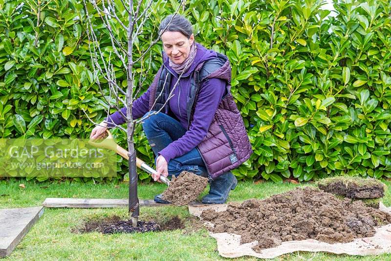 Woman backfilling planting hole around Malus domestica - apple tree with excavated soil
