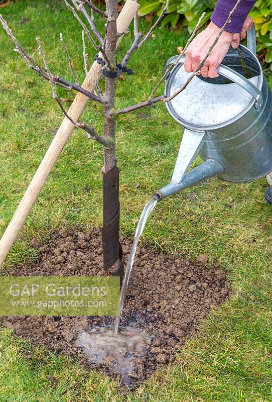Watering in newly-planted Malus domestica - apple - tree