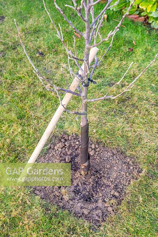 Newly-planted Malus domestica 'Braeburn' - apple 'Braeburn', supported with angled tree
 stake