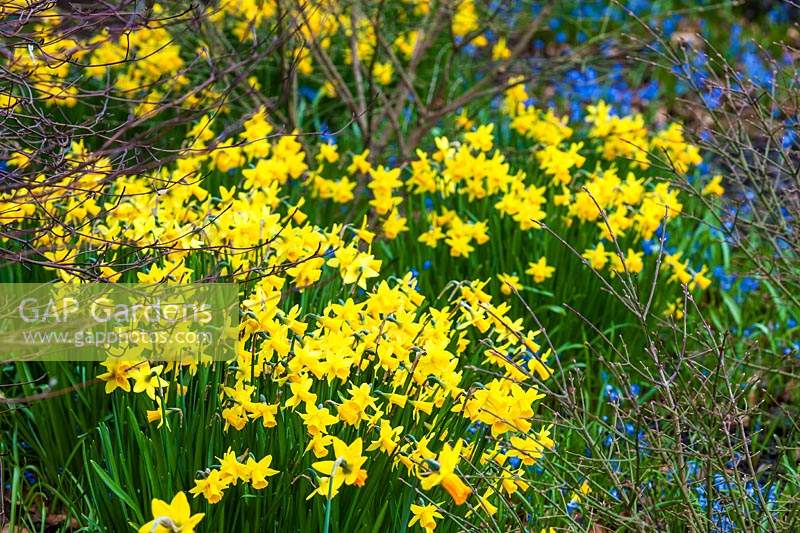 Narcissus 'Tete-a-Tete' - daffodils amongst deciduous shrubs with Chionodoxa forbesii