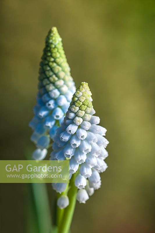 Muscari armeniacum 'Baby's Breath' - grape hyacinth