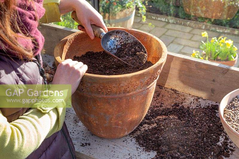 Woman adding gritty compost to terracotta pot prior to planting  Eucomis zambesiaca 'White Dwarf' bulbs.