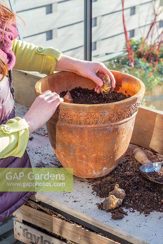 Woman placing adding Eucomis zambesiaca 'White Dwarf' bulbs   in terracotta pot of gritty compost.