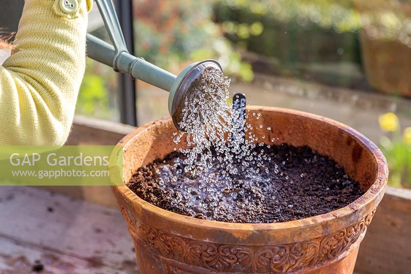 Woman watering terracotta pot planted with Eucomis zambesiaca 'White Dwarf' bulbs.