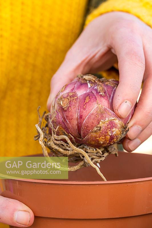 Woman planting Lilium bulb in plastic pot of gritty compost.