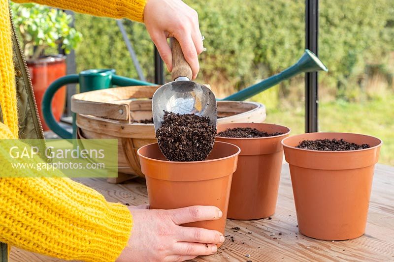 Woman adding gritty compost into plastic plant pots.