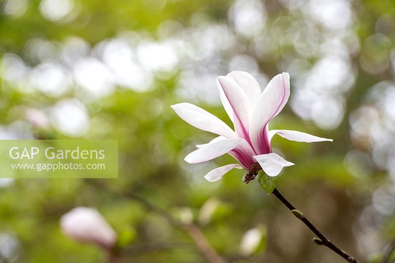Magnolia kobus 'Norman Gould' x liliiflora 'O'Neill'