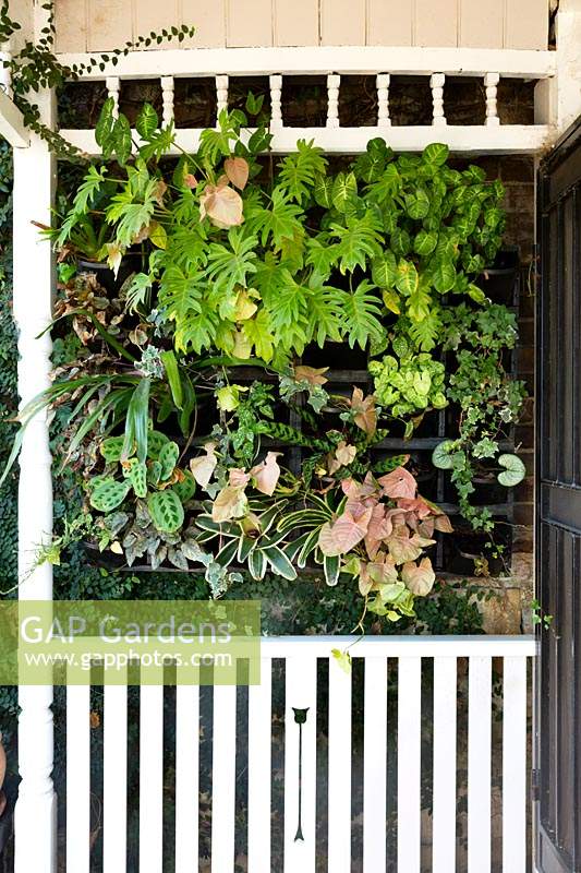 A vertical garden at the end of a timber verandah on a Victorian style weatherboard cottage, featuring a selection of colourful tropical and sub tropical plants.