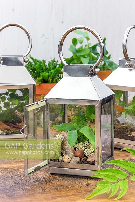 View into lantern terrarium, planted with fern and decorated with lichen, bark and pebbles.