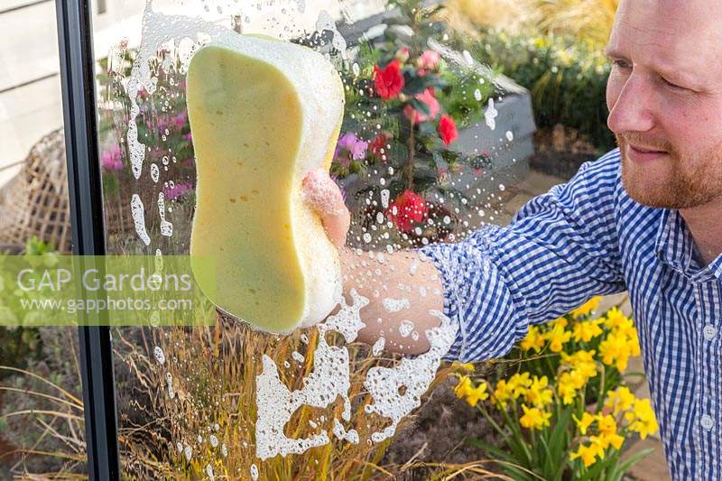 Man washing glass greenhouse window pane using a sponge and soapy water. 