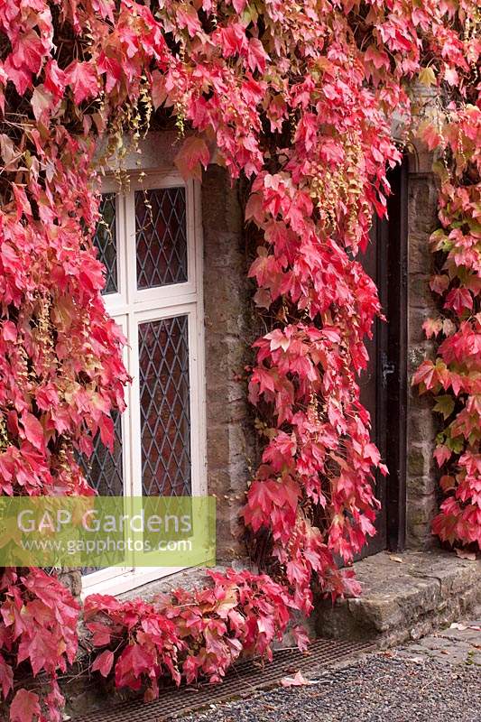Parthenocissus covering stone house, view of window and door