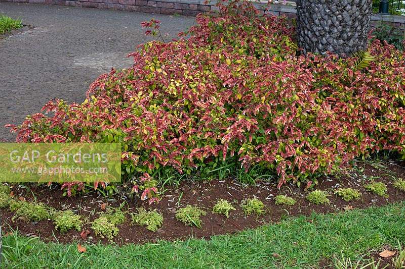 Justicia brandegeana - shrimp plant - in a bed under a tree
