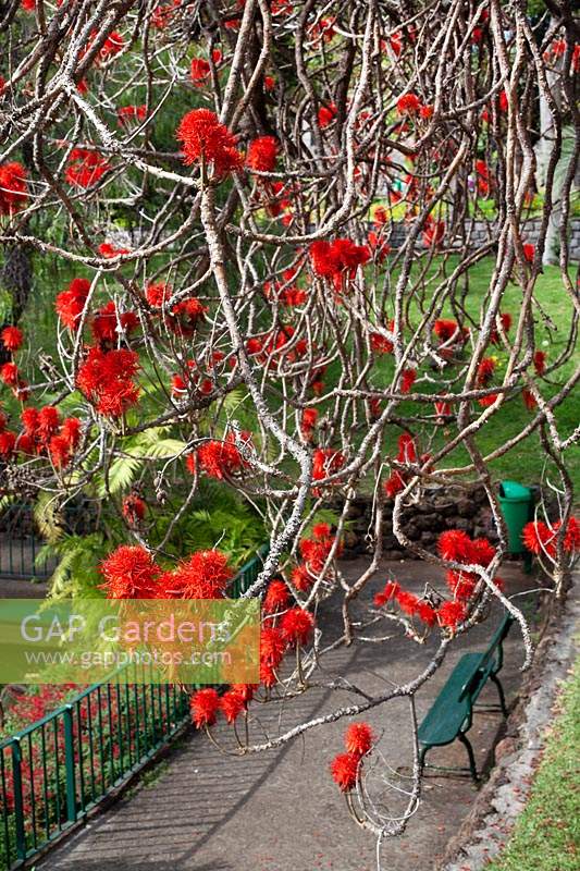 Erythrina abyssinica  - Abyssinian coral tree
