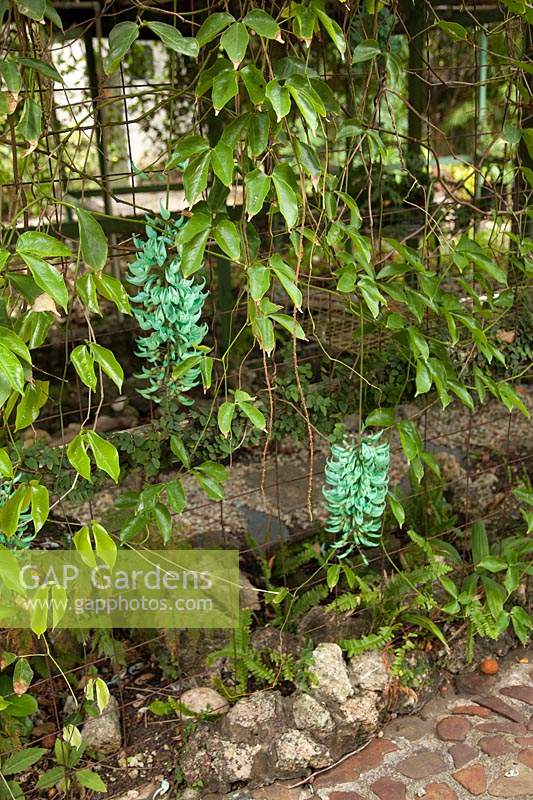 Strongylodon macrobotrys - jade vine 