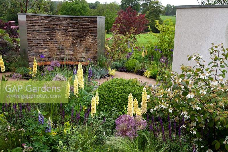 Lupins, Allium, Salvia 'Caradoona' and Viburnum maresii feature in the 
Cruse Bereavement Care: A Time for Everything Show Garden   