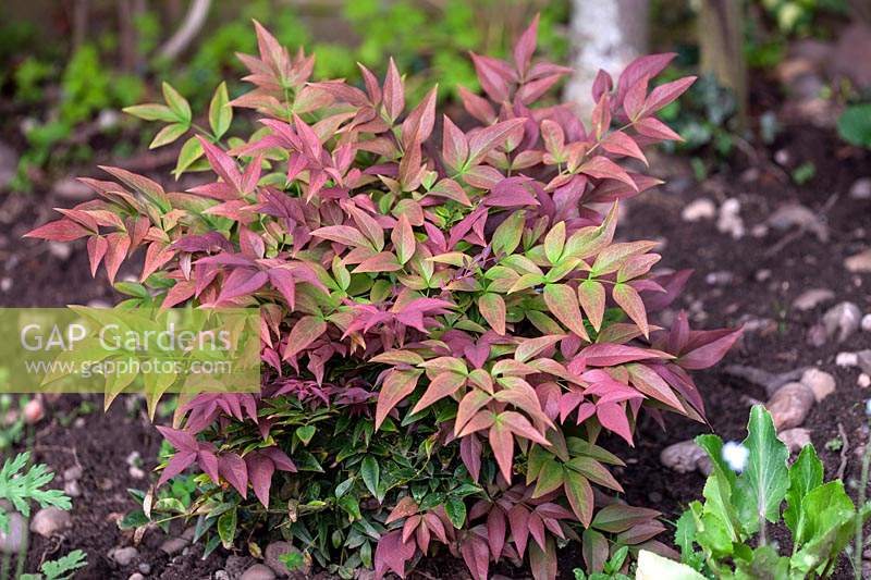 Nandina domestica 'Firepower' 