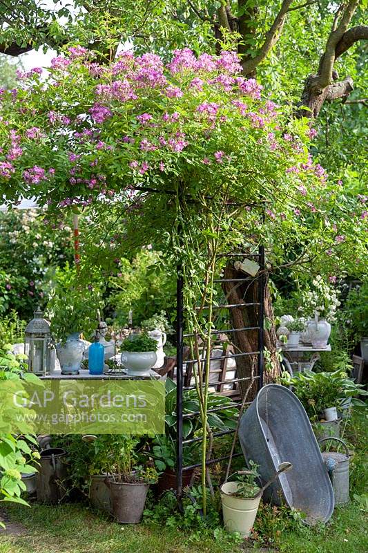 Rosa 'Veilchenblau'  - rambling rose - trained along a trellis and arch, 
above a table with a display of vintage collectables