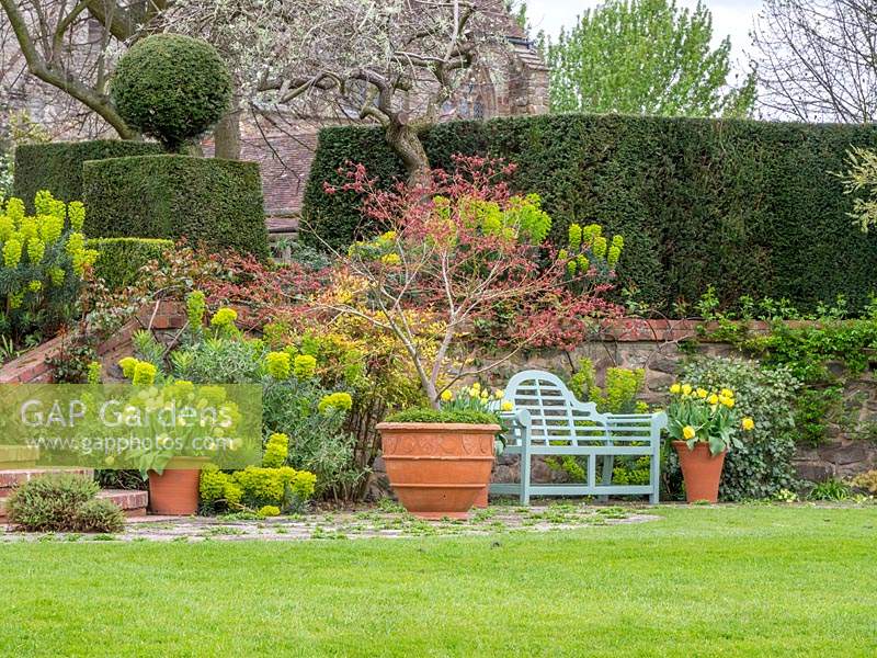 The lower terrace with contrasting colour from the Acer palmatum and Euphorbia.  The blue bench provides a restful seat.