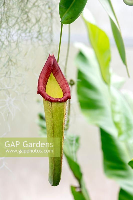 Nepenthes - tropical carnivorous pitcher plant 