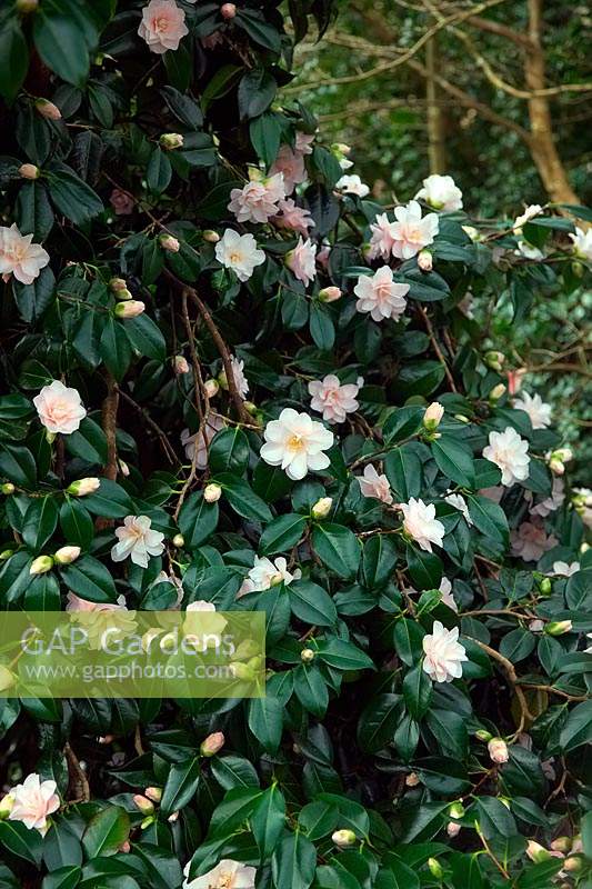 Camellia japonica 'Hagoromo' - Camellia 'Hagoromo' 