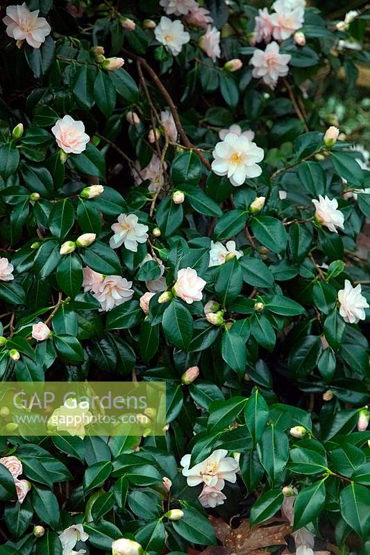 Camellia japonica 'Hagoromo' 