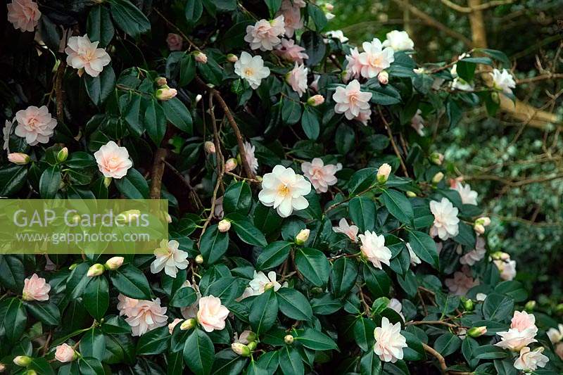 Camellia japonica 'Hagoromo' - Camellia 'Hagoromo'