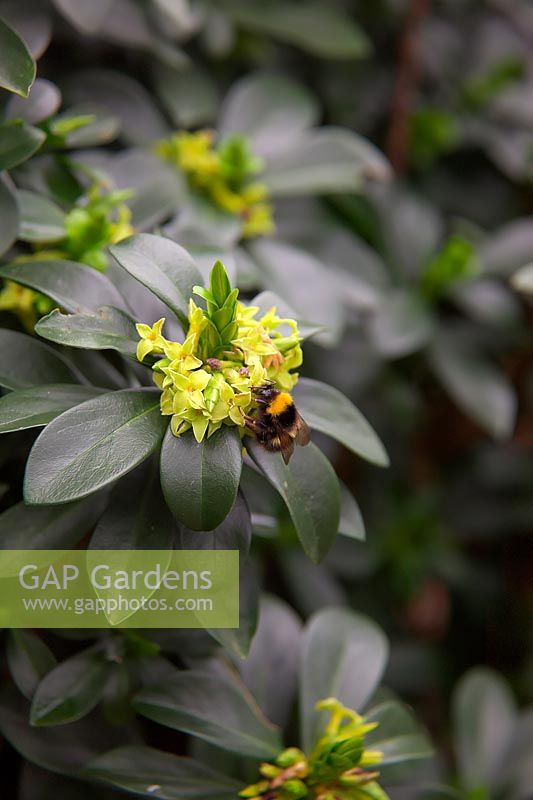 Daphne pontica with Bombus pratorum - the early bumblebee - feeding on it