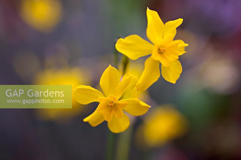 Narcissus fernandesii var. cordubensis - Daffodil