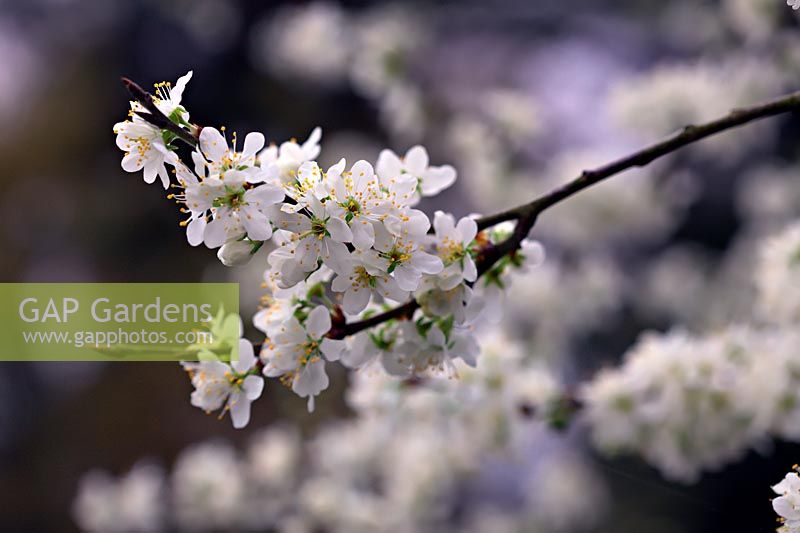 Prunus insititia - Damson - blossom 