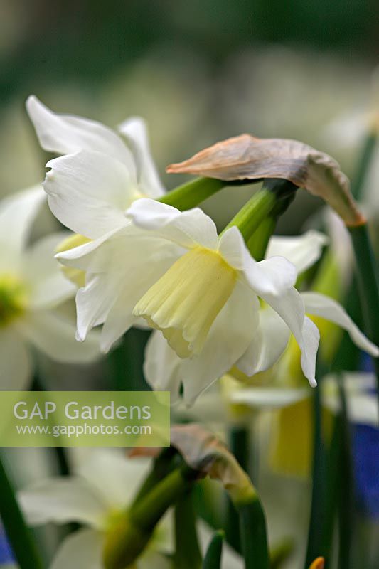 Narcissus 'Toto' - Daffodil