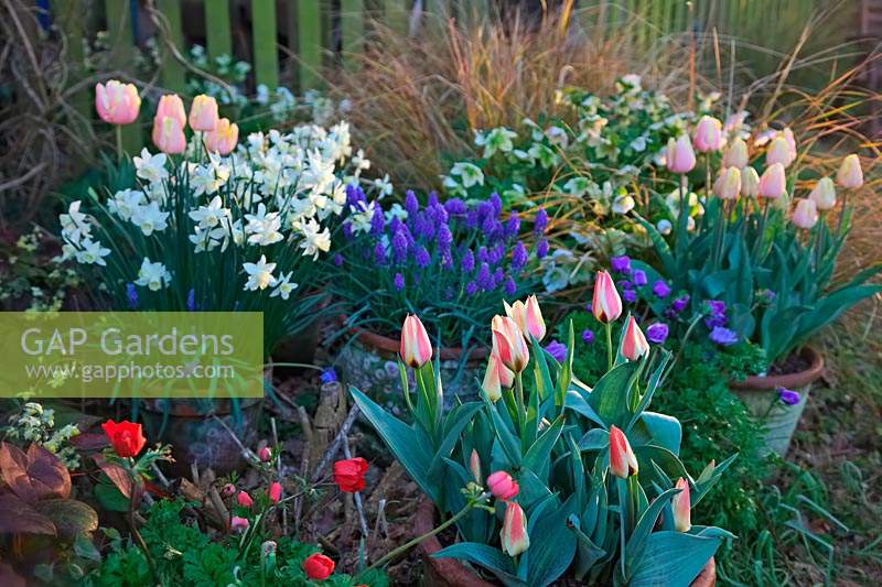 Colourful container combinations arranged informally. Plants include: Tulipa
 'Addis', Tulipa 'Mango Charm', Muscari armenicum, Anemone coronaria
 De Caen Group 'Hollandia',  
Anemone coronaria Saint Bridgid Group 'Lord Lieutenant' and
Narcissus 'Sailboat'