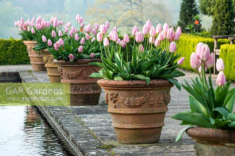 Row of terracotta pots planted with Tulipa 'Apricot Delight' along formal pond. 
