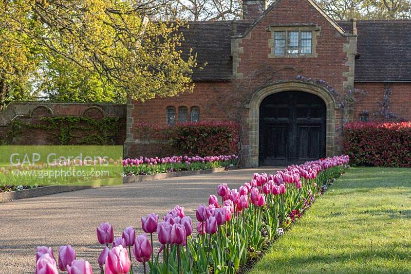 Tulipa 'Raspberry Ripple' at Hever Castle in Kent