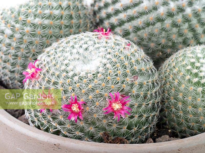 Mammillaria geminispina - Cactus, round with carmine pink flowers, growing in pot

