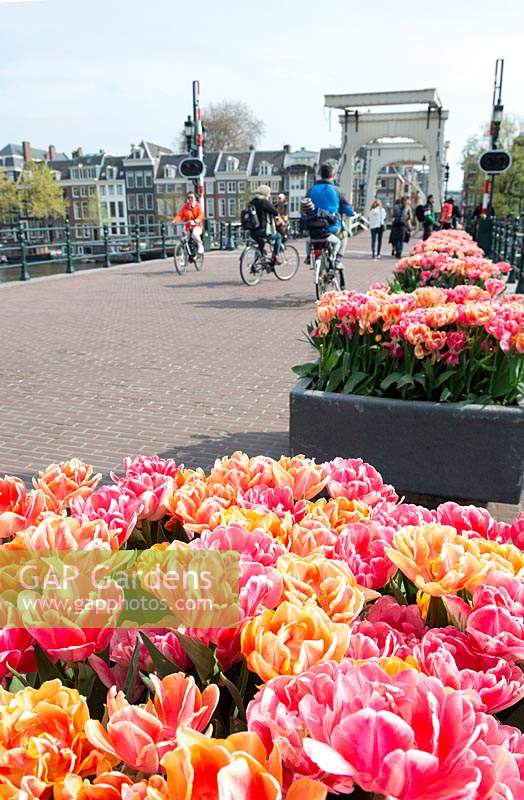 Amsterdam Tulip Festival - Mixed Tulipa in pots along the iconic Magere Brug. 