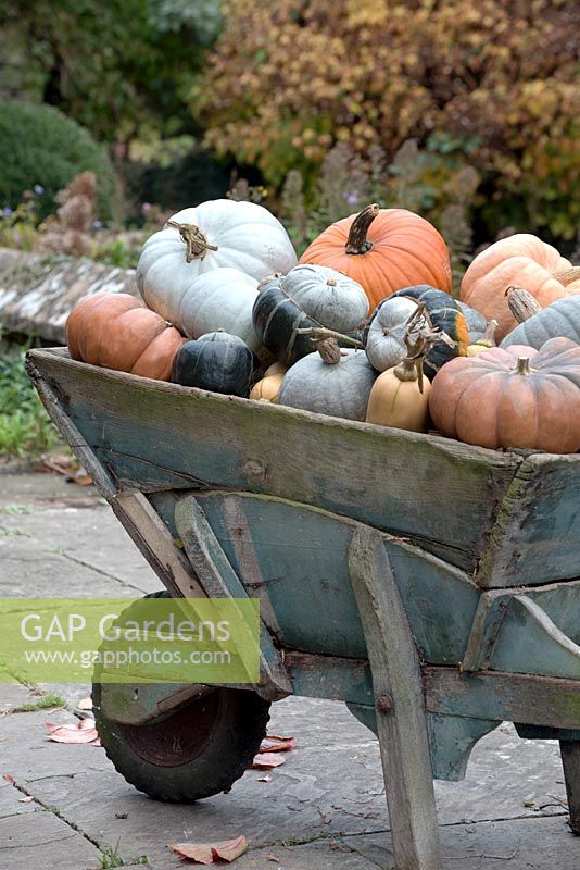 Vintage wooden wheelbarrow full of blue and orange pumpkins.