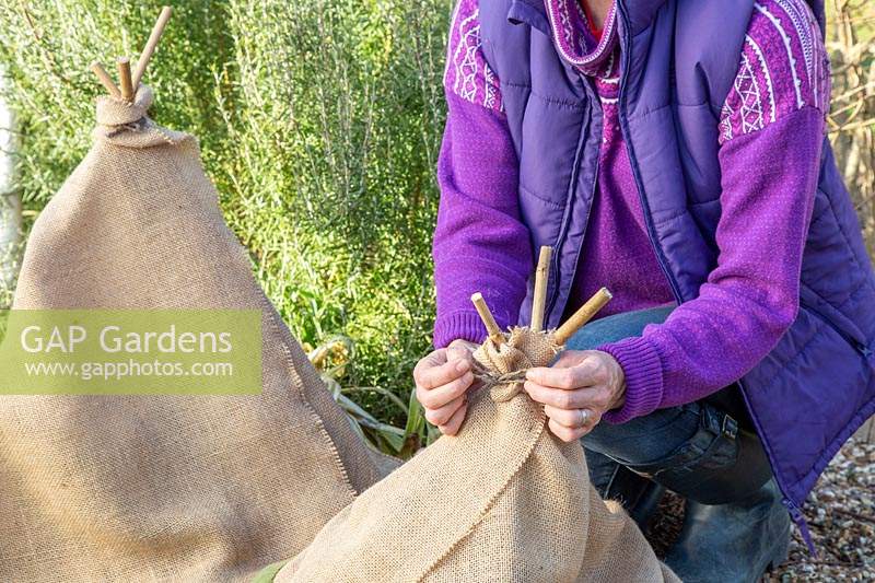 Woman tying hessian on to bamboo teepee covering a tender plant