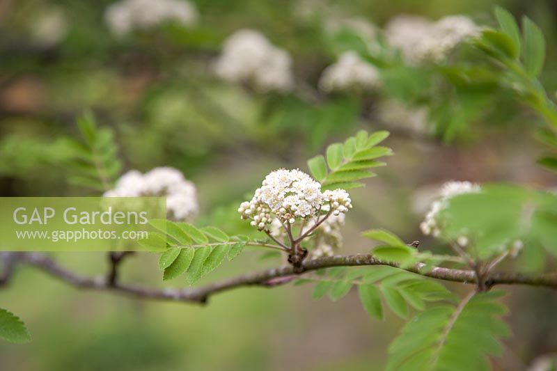 Sorbus - Rowan 