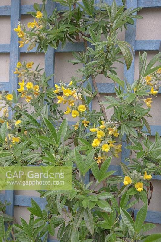 Piptanthus nepalensis - Evergreen Laburnum - growing against a painted, blue, wooden trellis. 