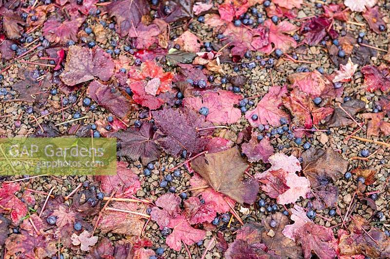 Vitis vinifera 'Purpurea' - Teinturier Grape - Fallen leaves and fruit on gravel path.
