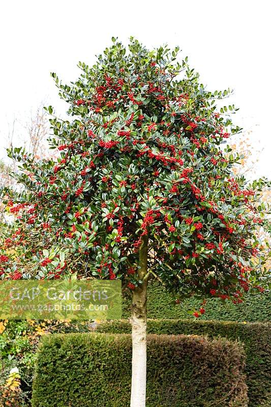 Ilex aquifolium 'J C Van Tol' - Holly 'J.C. van Tol'