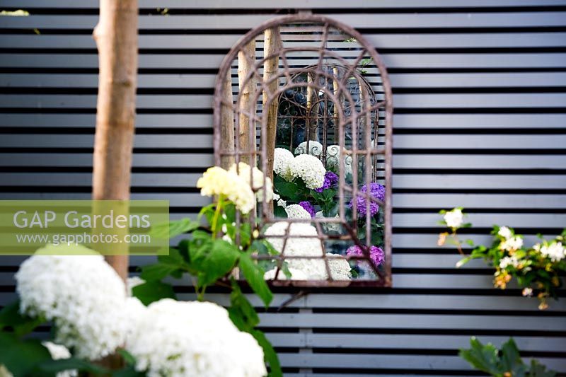 Hydrangea arborescens 'Annabelle' reflected in decorative mirror hanging on grey wooden fence.