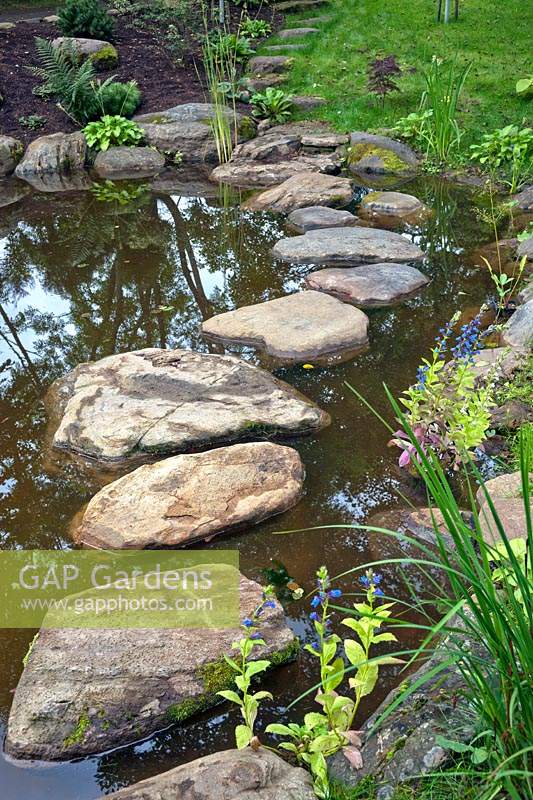 Stepping stones leading around edge of pond, with newly planted Lobelia siphilitica L. - Great Blue Lobelia. 