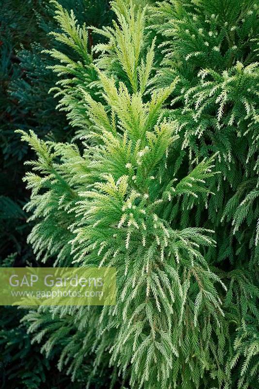 Cryptomeria japonica 'Sekkan-sugi' - Japanese Cedar 'Sekkan-sugi'